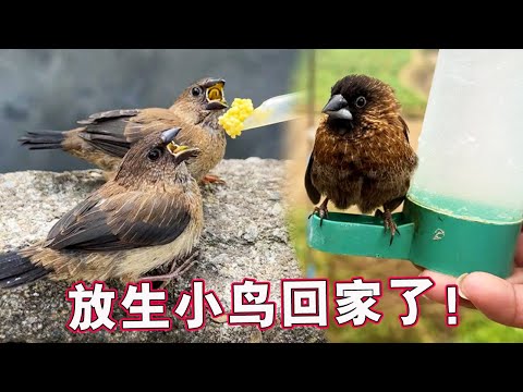 Domestic VS wild, the white-waisted bird that was successfully released, actually stayed at home an