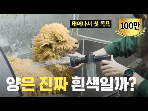 [ENG] Are all the white sheep in the cartoon a lie? We washed a sheep to see white wool.