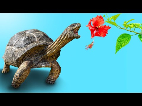 Releasing Giant Tortoises Into Our Backyard in New Jersey!