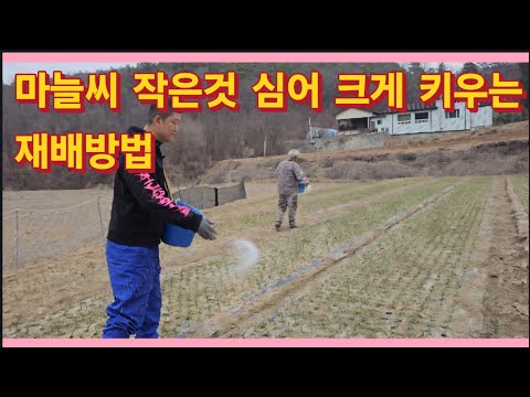 How to grow large garlic seeds from small ones (God of Farming)