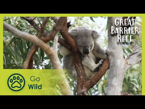 Coral Islands | Russell Crowe's The Great Barrier Reef: a Living Treasure 3/4 | Go Wild