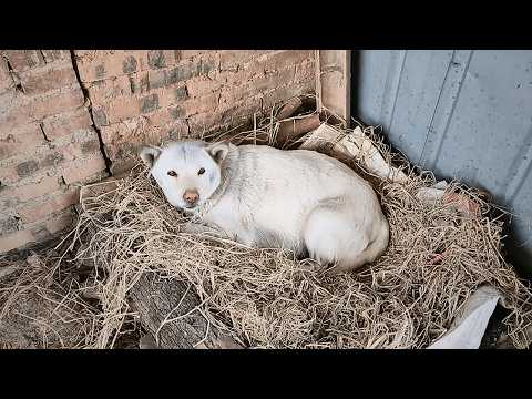 In a cold night, a pregnant stray dog curled up in the warehouse woodpile, awaiting her puppies.