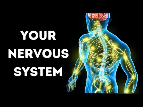 A Journey Through Your Nervous System