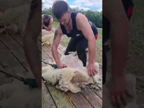 Irish Sheep Shorn in 40 Seconds