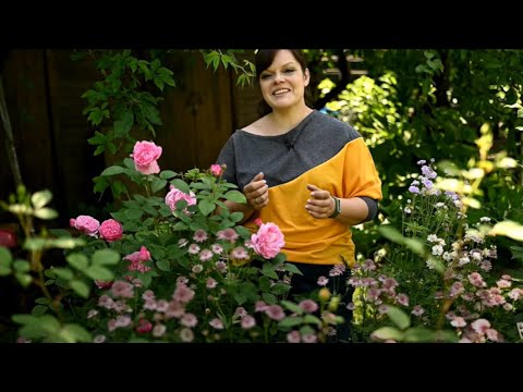 Как укладывать камни на альпийской горке/ "Жаростойкие" розы/ Хосты и астранция/ Садовый влог 28.06