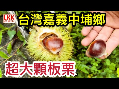 超大顆栗子 板栗 | 台灣中埔鄉 |採果趣| L K K探台灣 |Chiayi Zhongpu, Taiwan, | chestnut|
