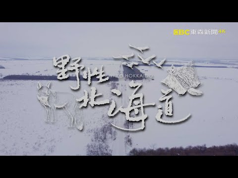 地球的孤兒：~野性北海道 4K HLG