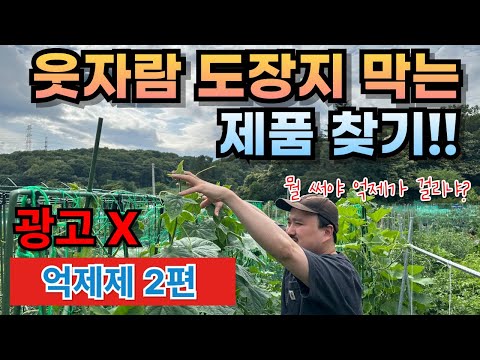 억제제를 써도 웃자람과 도장지가 계속?? 꼭 알아야하는 억제제 고르는 방법 4가지! | 비료전문가가 알려주는 웃자람과 도장지  | 농대남들 억제제 2편