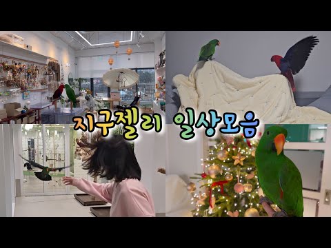 [지구젤리/일상] 12월 일상 모음🎄 #앵파크라운지 #비행 #말하는앵무새 #엄마껌딱지