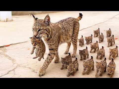 Something Was Wrong With This Bobcat’s Babies—Where She Took Them Left Everyone in Tears