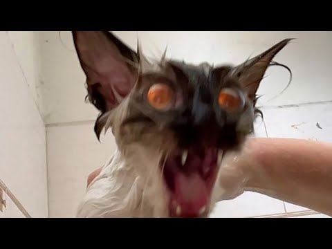 Try Not To Laugh With Funny Animal Videos 😂 #37