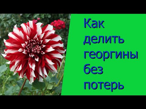 Как делить георгины без потерь