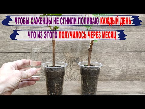 🍇 Как ПОЛИВАТЬ САЖЕНЦЫ винограда чтобы не ГНИЛИ КОРНИ? Что БУДЕТ если поливать КАЖДЫЙ ДЕНЬ?