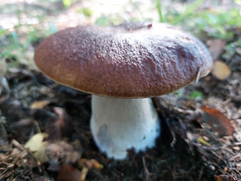 A mushroom picker was searching for mushrooms and found the most beautiful porcini mushroom on ea...