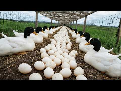 How to Raise Poultry for Eggs and Meat - Harvesting Clean Eggs
