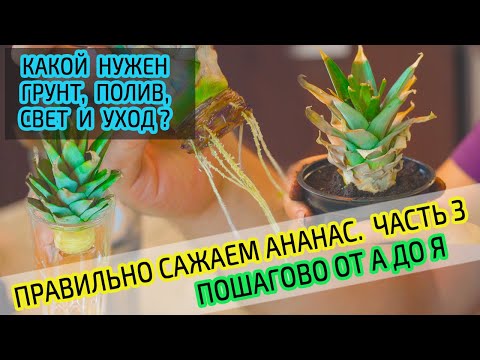 Посадка ананаса из верхушки. Правильный грунт, полив, свет и уход для выращивания ананаса? Часть 3