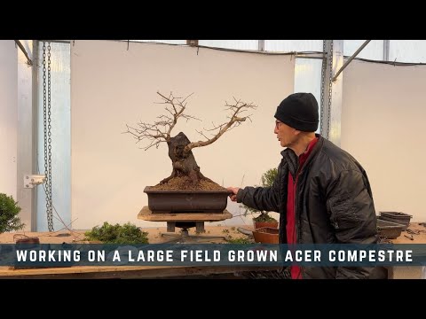 Working On a Large Field Grown Acer Compestre