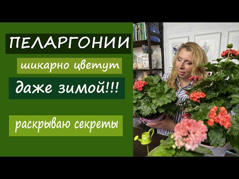 Пеларгонии шикарно цветут даже зимой! Раскрываю свои секреты