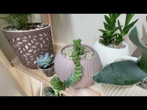 Комнатные цветы💚 Июнь 2025г. Часть 2🐹