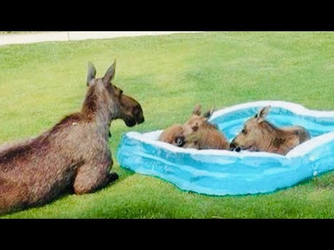 The Funniest ANIMALS of 2026 So Far 😂 Funny Animal Videos!