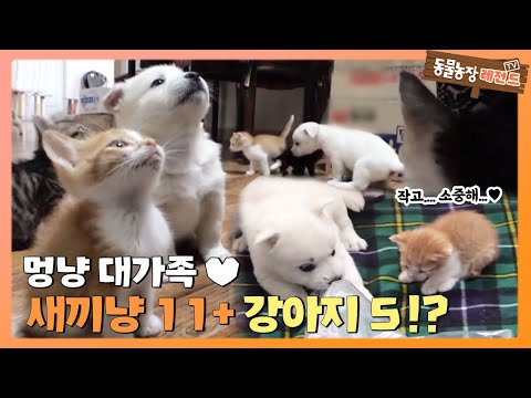 [TV 동물농장 레전드/SUB]  새끼냥 11마리 + 강아지 5마리!? 멍냥 대가족! 풀버전 다시 보기 #TV동물농장 #AnimalFarm #SBSstory