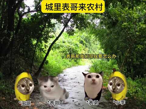 城里表哥来农村11-20 #猫meme #猫meme小剧场 #人類迷惑行為 #搞笑 #meme演绎
