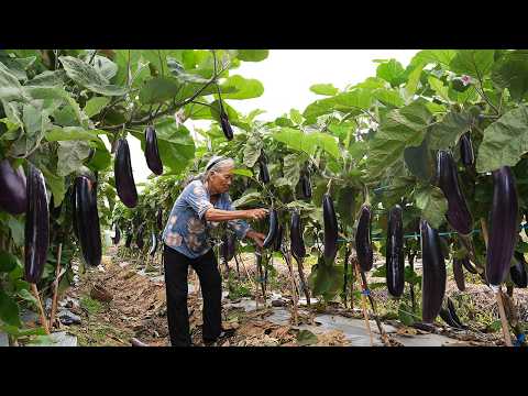 Grandma teaches you how to cook traditional dishes with eggplant