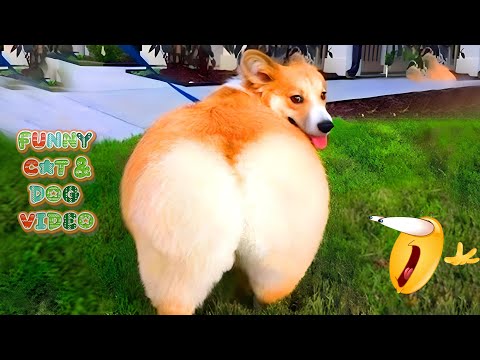 Funny Videos of CATS and DOGS! 🤣 ANIMALS Being Total Chaos!😻