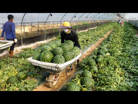We Made Bread with Watermelon… and It Went Crazy Popular! / Korean Street Food