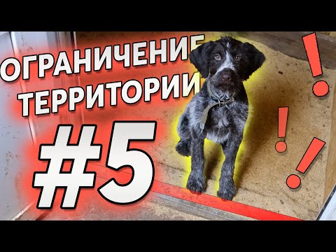 #5 Limit your puppy's territory, otherwise he'll eat you😮 / Training from scratch. Dog training🐕‍🦺