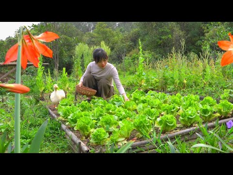 Harvesting garlic, ginger, tomatoes, and vegetables. Cooked a batch of delicious tomato sauce