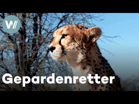 Namibia's cheetahs in danger: Animal rights activists fight for the survival of the big cats (doc...