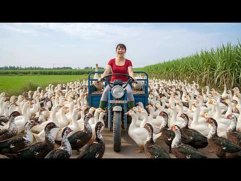 TIMELAPSE — Harvest Hundreds of Muscovy Ducks & Use 3-Wheeled Vehicle to Go Sell at Market