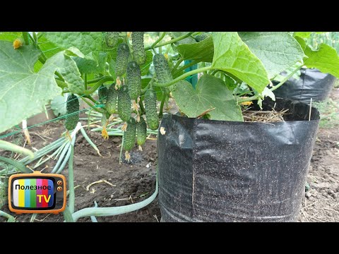 CUCUMBERS GROWING IN BAGS! THEY ARE TIED IN BUNDLES AND RIPEN QUICKLY