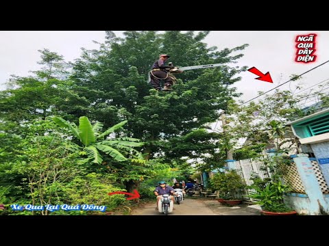 Cưa cây siêu khủng nghiêng qua dây điện / Sawing a giant tree leaning over an electric wire | P143