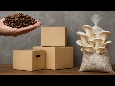 🍄 How to Grow Mushrooms at Home Using Cardboard and Coffee