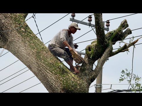 Draining mind & Energy! Cutting down trees on the side of the road!