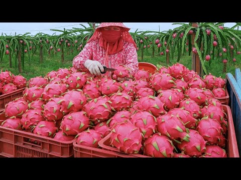 Fruit Kingdom！Amazing Fruit Harvest,  Fruit Cutting Master /水果王國！台灣水果採收, 驚人的水果切割 -火龍果, 芒果, 鳳梨, 西瓜