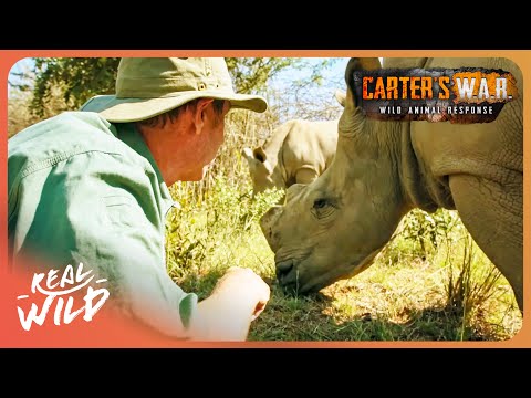 Rescuing Rhinos From Vicious Animal Poachers | Carter's WAR