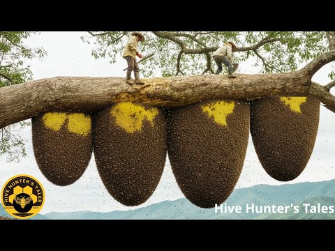 Scaling a 200m Jungle Giant to Harvest 4 Wild Honeycombs