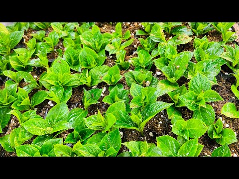 Молочные черенки укоренятся на 100%. Подробно и наглядно. 04.03