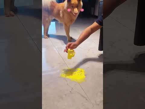 Clumsy Puppy? No Worries — Moprobo’s Got This! 🐶💥