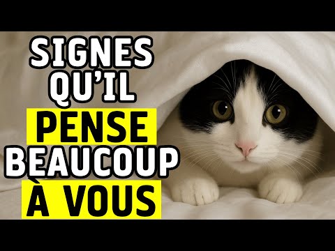 Mon chat m'aime t il ? 12 signes incroyables qui prouvent que vous êtes son humain préféré