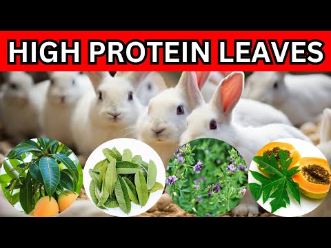 6 MOST Underestimated HIGH PROTEIN LEAVES  to Feed Rabbits for FASTER GROWTH and Rabbit WEIGHT GAIN