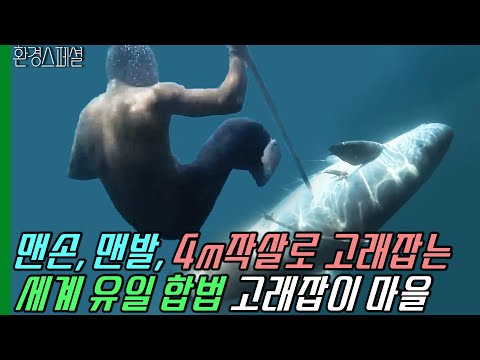 맨손, 맨발, 4m작살만으로 고래잡는 세계 유일 고래잡이 합법국 [수요기획-전통 고래잡이 마을 라마레라] / KBS 20090610 방송