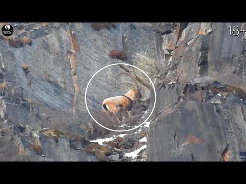 Amazing Mountain Hunting for Tur in the Chechen Republic. Super Trophies and Professional Shots