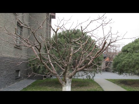 ОБРЕЗКА ЧЕРЕШНИ. Основные моменты при снижении кроны черешни.