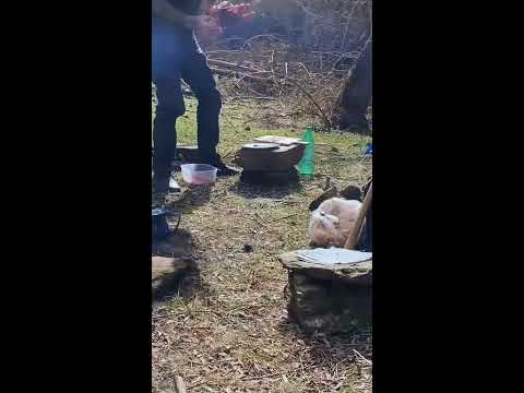 Bushcraft Tips: Man Alone in the Wild, Camping and Cooking Skills #Survival #bushcraft