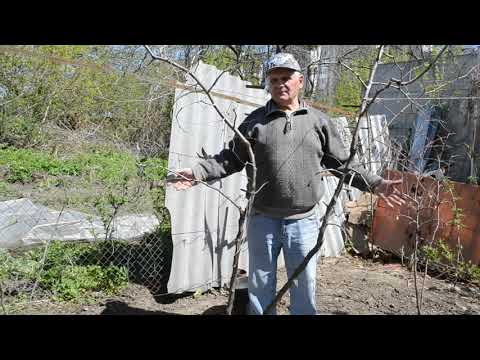 Ziziphus. Unabi. Accelerating vegetation. Planting and growing.