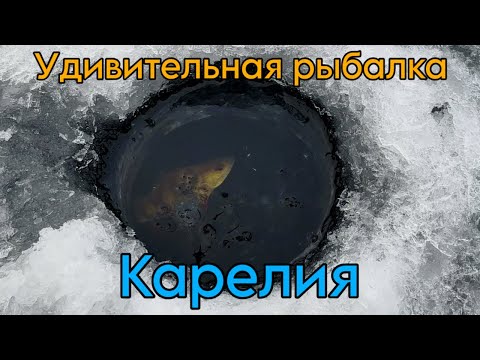 Окуни хватают приманку прямо в лунке! Рыбалка на Онеге. Карелия.